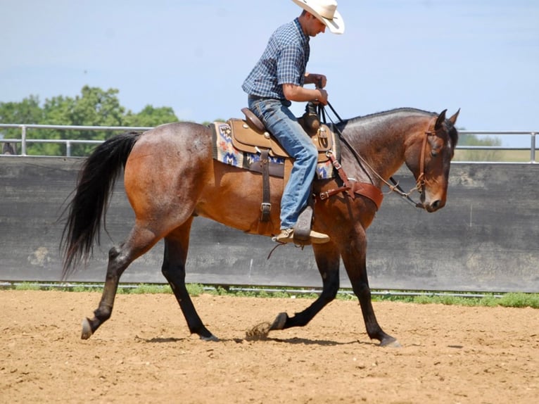 American Quarter Horse Wallach 8 Jahre 152 cm Roan-Bay in LAMOTTE ia