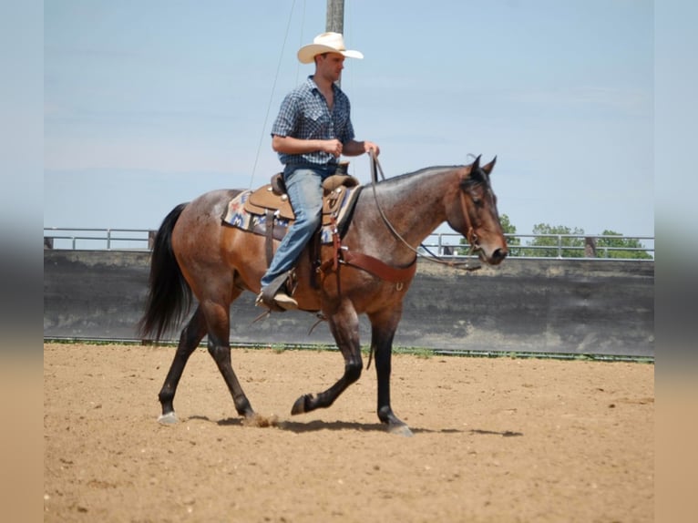 American Quarter Horse Wallach 8 Jahre 152 cm Roan-Bay in LAMOTTE ia