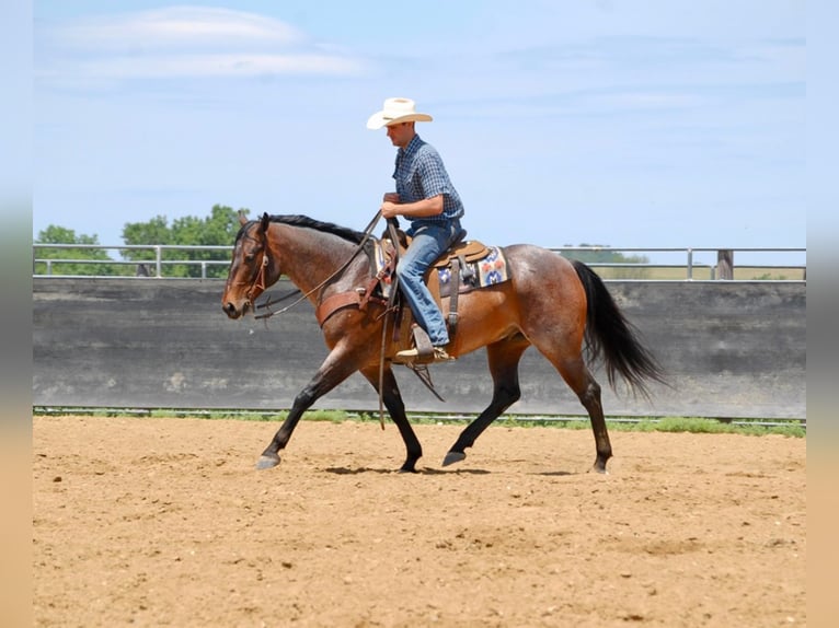 American Quarter Horse Wallach 8 Jahre 152 cm Roan-Bay in LAMOTTE ia