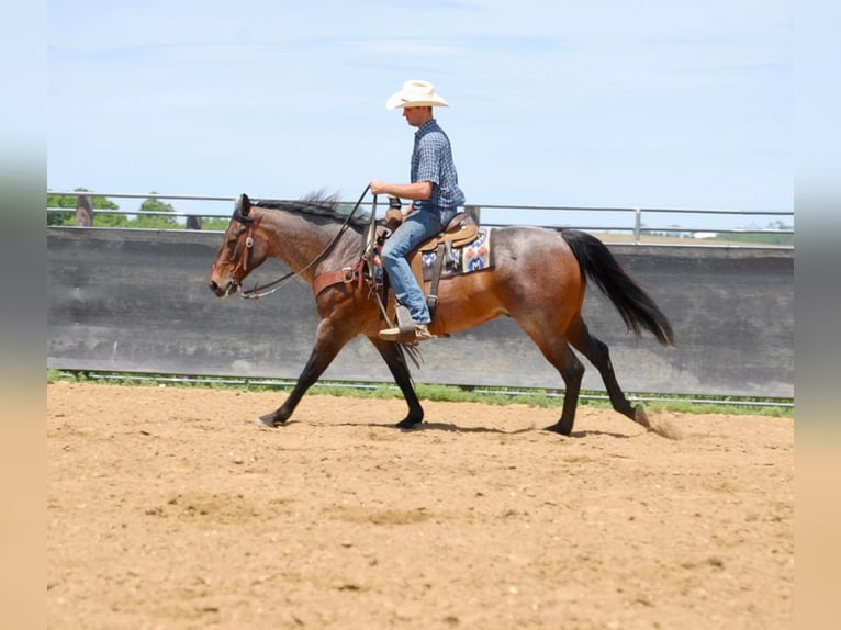 American Quarter Horse Wallach 8 Jahre 152 cm Roan-Bay in LAMOTTE ia