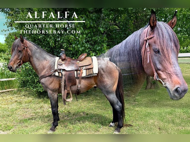 American Quarter Horse Wallach 8 Jahre 152 cm Roan-Bay in Mckinney, TX