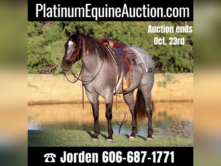 American Quarter Horse Wallach 8 Jahre 152 cm Roan-Blue in Cleburne. TX