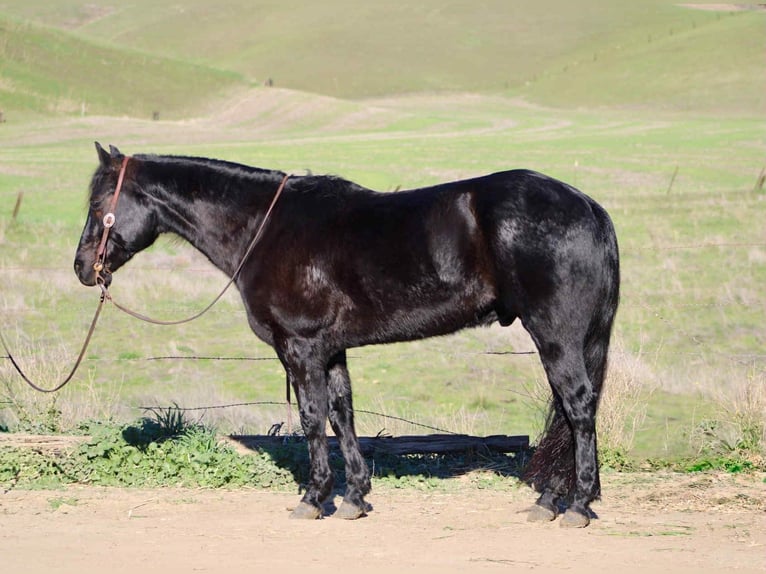 American Quarter Horse Wallach 8 Jahre 152 cm Roan-Blue in Bitterwater CA