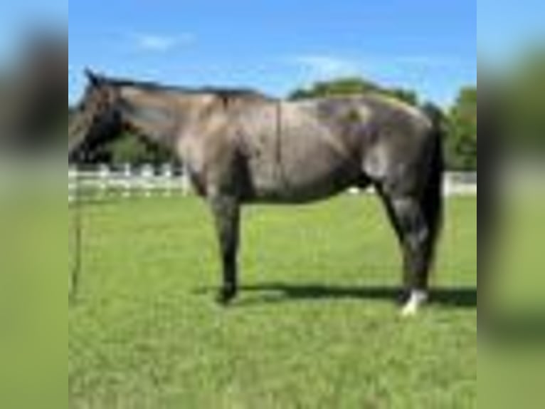 American Quarter Horse Wallach 8 Jahre 152 cm Roan-Blue in Dawson Ga