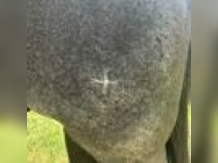 American Quarter Horse Wallach 8 Jahre 152 cm Roan-Blue in Dawson Ga