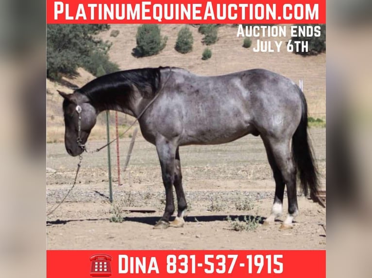 American Quarter Horse Wallach 8 Jahre 152 cm Roan-Blue in Paicines CA