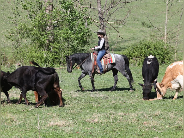 American Quarter Horse Wallach 8 Jahre 152 cm Roan-Blue in Mount Vernon, KY