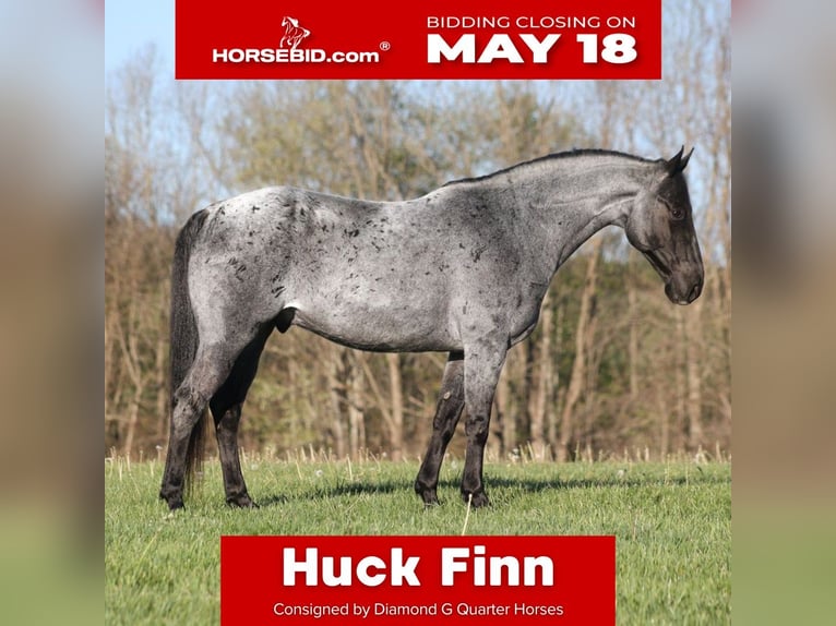 American Quarter Horse Wallach 8 Jahre 152 cm Roan-Blue in Mount Vernon, KY