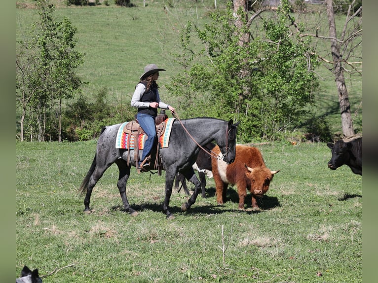 American Quarter Horse Wallach 8 Jahre 152 cm Roan-Blue in Mount Vernon, KY