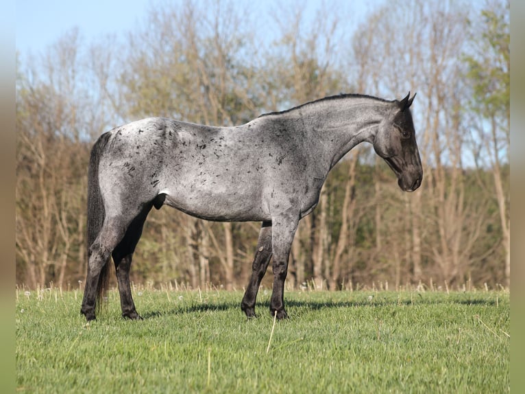 American Quarter Horse Wallach 8 Jahre 152 cm Roan-Blue in Mount Vernon, KY