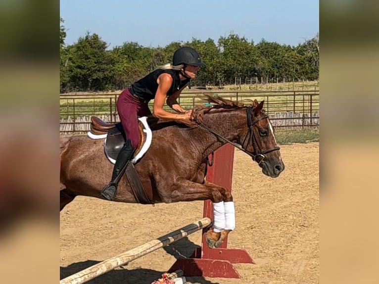 American Quarter Horse Wallach 8 Jahre 152 cm Roan-Red in Granbury