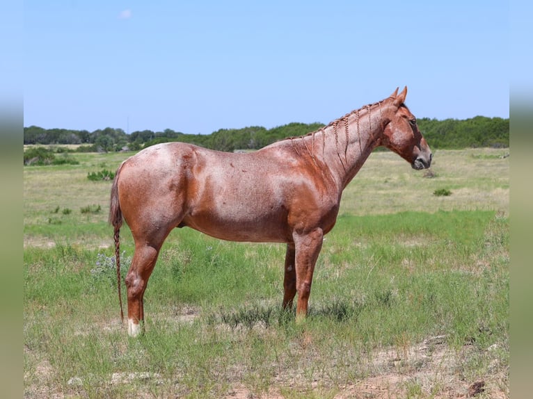 American Quarter Horse Wallach 8 Jahre 152 cm Roan-Red in Granbury