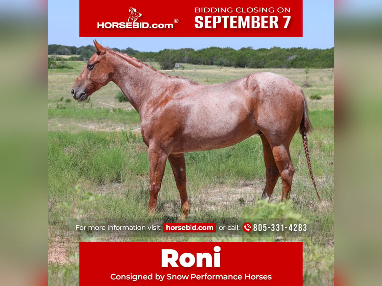 American Quarter Horse Wallach 8 Jahre 152 cm Roan-Red in Granbury