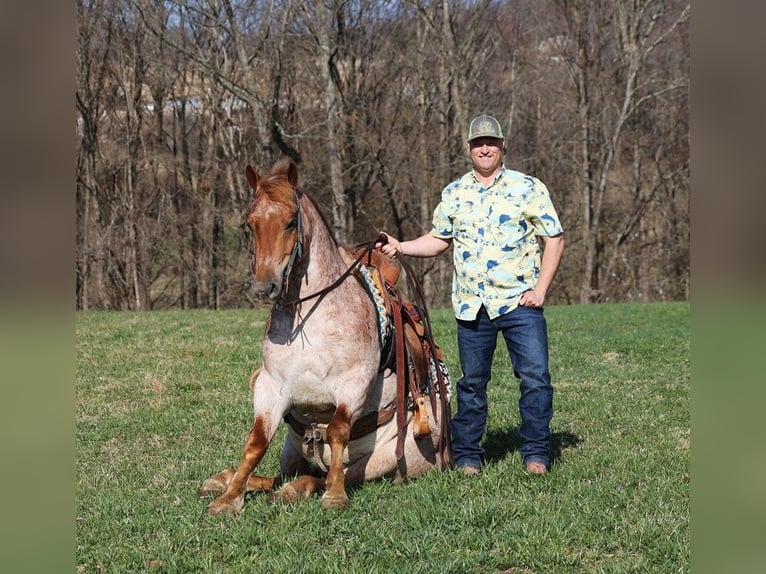 American Quarter Horse Wallach 8 Jahre 152 cm Roan-Red in Level Green KY