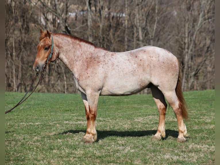 American Quarter Horse Wallach 8 Jahre 152 cm Roan-Red in Level Green KY