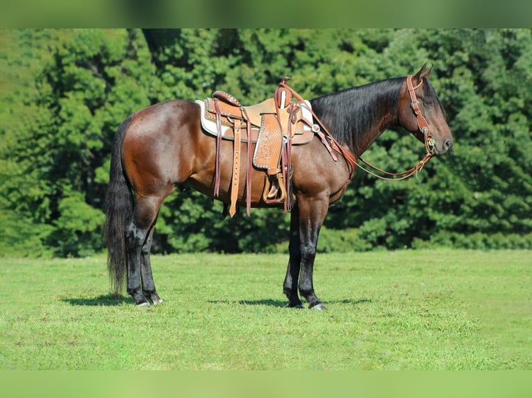 American Quarter Horse Wallach 8 Jahre 152 cm Rotbrauner in Clarion, PA