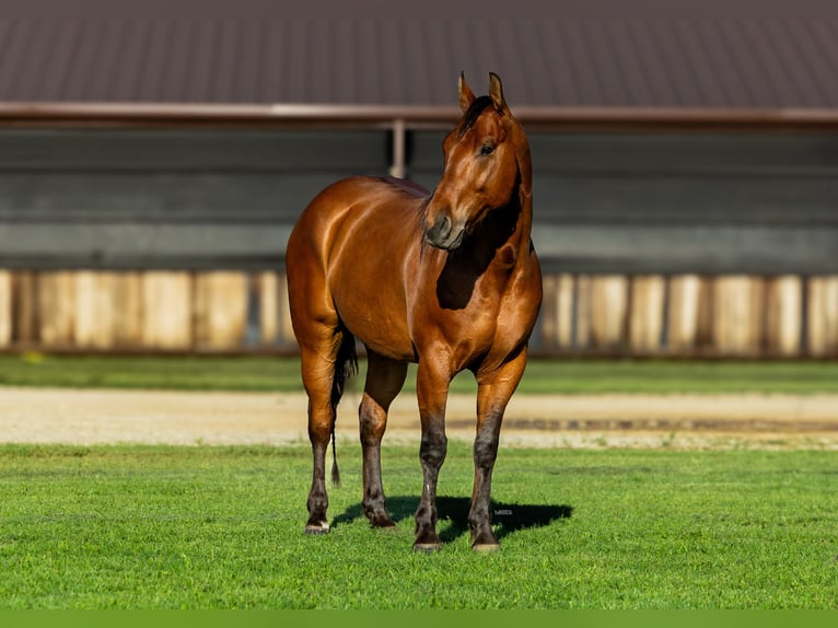 American Quarter Horse Wallach 8 Jahre 152 cm Rotbrauner in Canyon