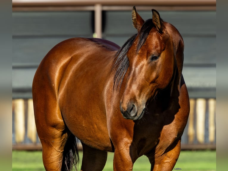 American Quarter Horse Wallach 8 Jahre 152 cm Rotbrauner in Canyon