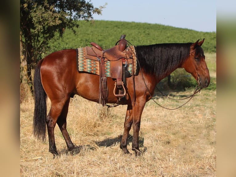 American Quarter Horse Mix Wallach 8 Jahre 152 cm Rotbrauner in Waterford