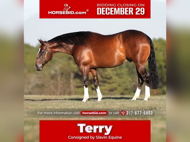 American Quarter Horse Wallach 8 Jahre 152 cm Rotbrauner in Whitesboro