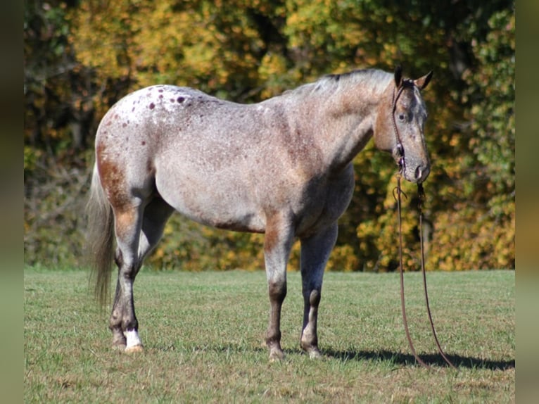 American Quarter Horse Wallach 8 Jahre 152 cm Rotbrauner in Mount Vernon KY