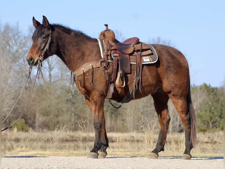 American Quarter Horse Wallach 8 Jahre 152 cm Rotbrauner in Canton TX