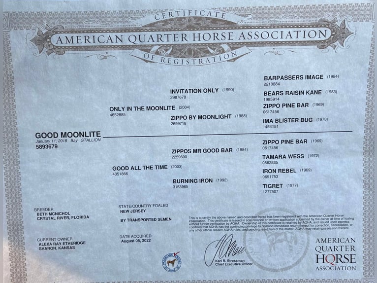 American Quarter Horse Wallach 8 Jahre 152 cm Rotbrauner in Canton TX