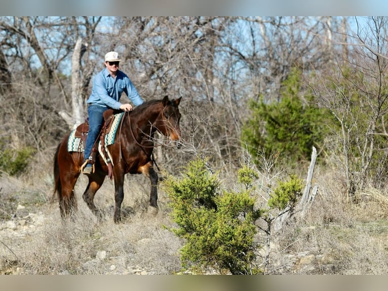 American Quarter Horse Wallach 8 Jahre 152 cm Rotbrauner in Lipan TX