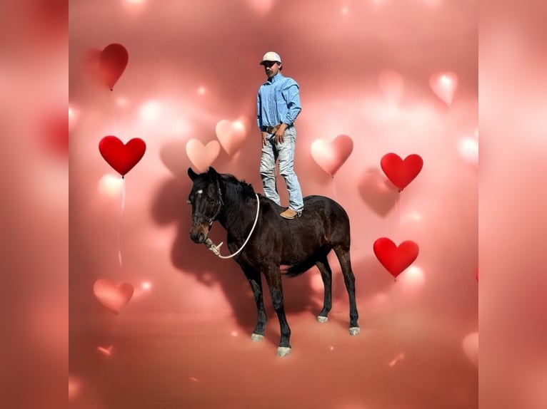 American Quarter Horse Wallach 8 Jahre 152 cm Rotbrauner in Paicines CA