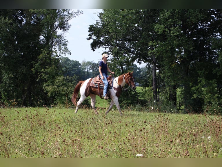 American Quarter Horse Wallach 8 Jahre 152 cm Rotfuchs in Highland MI