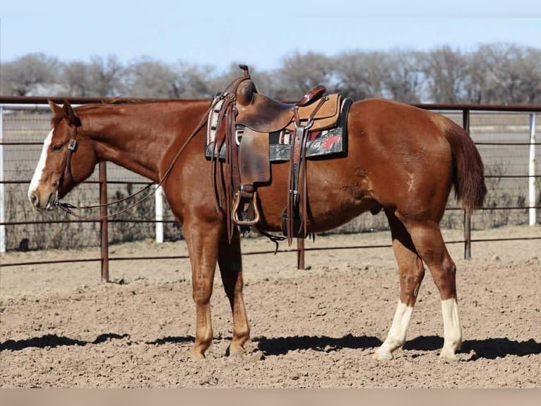 American Quarter Horse Wallach 8 Jahre 152 cm Rotfuchs in Mineral Wells