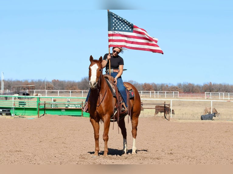 American Quarter Horse Wallach 8 Jahre 152 cm Rotfuchs in Mineral Wells