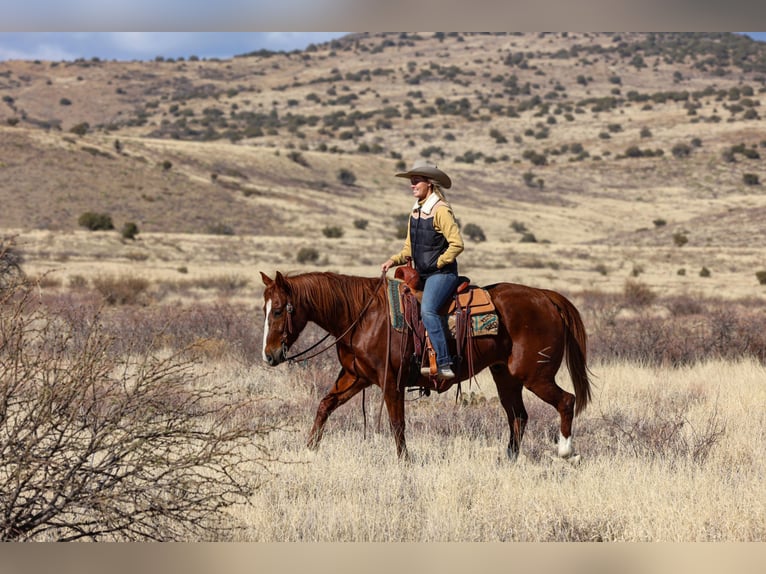 American Quarter Horse Wallach 8 Jahre 152 cm Rotfuchs in Camp Verde, AZ