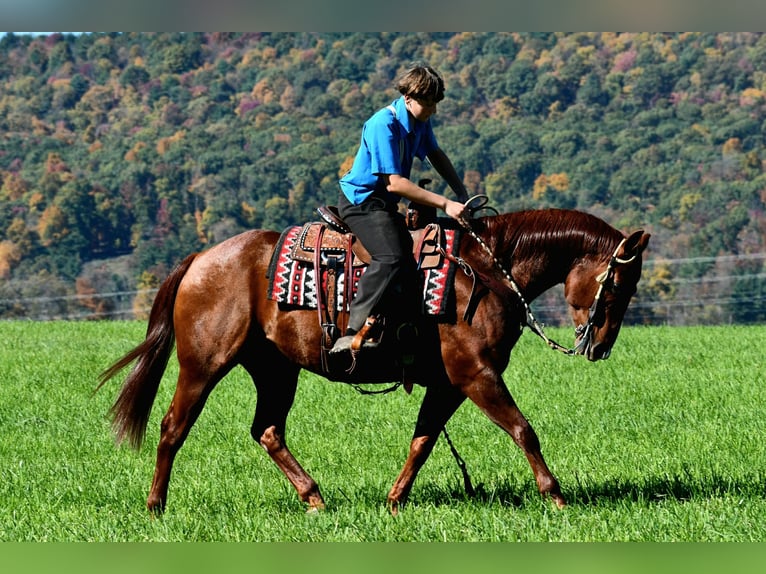 American Quarter Horse Wallach 8 Jahre 152 cm Rotfuchs in Rebersburg