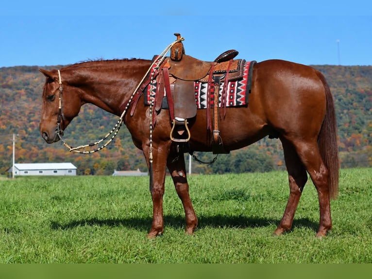American Quarter Horse Wallach 8 Jahre 152 cm Rotfuchs in Rebersburg