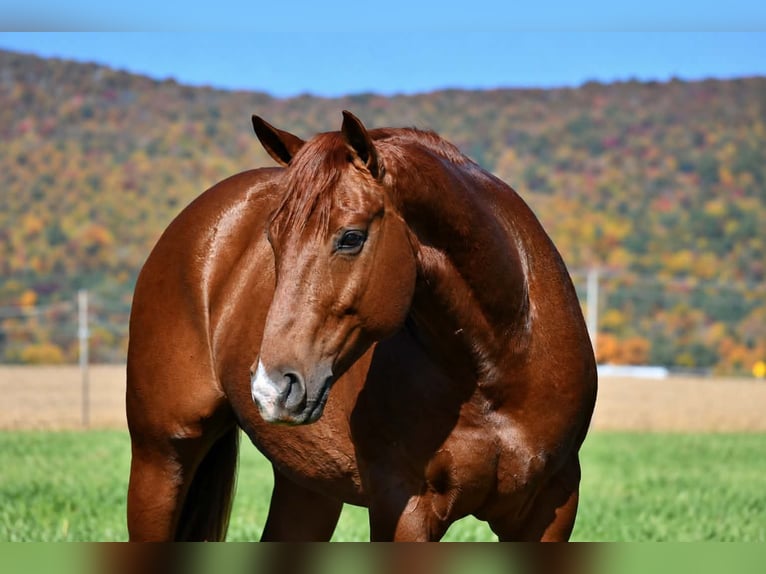 American Quarter Horse Wallach 8 Jahre 152 cm Rotfuchs in Rebersburg