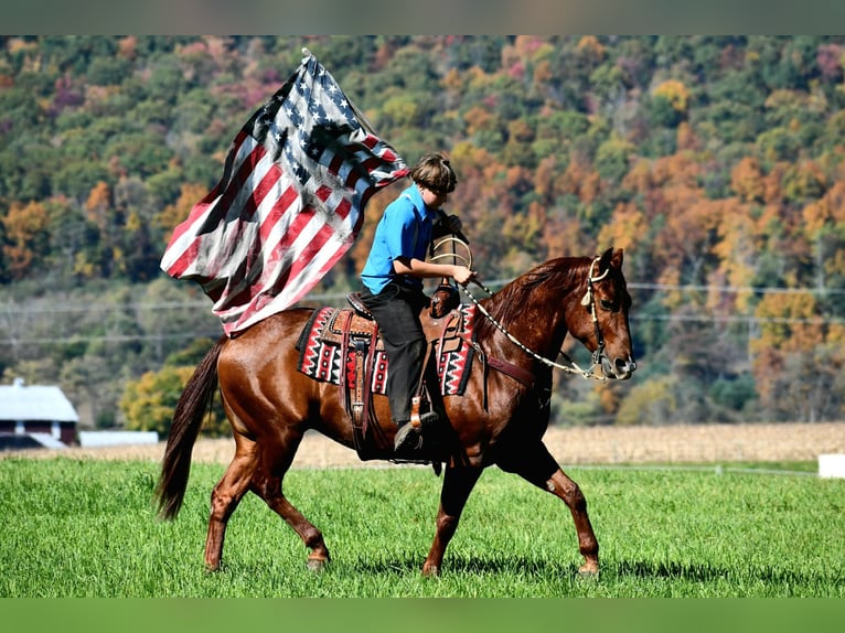 American Quarter Horse Wallach 8 Jahre 152 cm Rotfuchs in Rebersburg