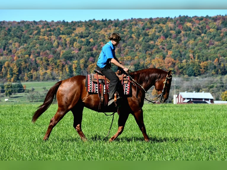 American Quarter Horse Wallach 8 Jahre 152 cm Rotfuchs in Rebersburg