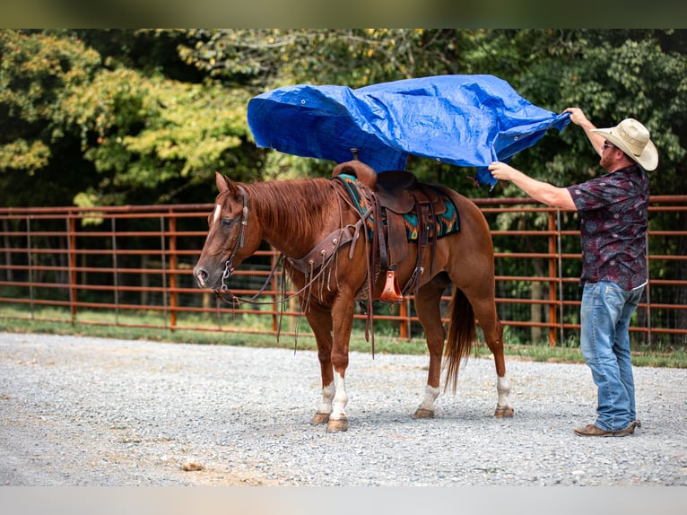 American Quarter Horse Wallach 8 Jahre 152 cm Rotfuchs in Santa Fe
