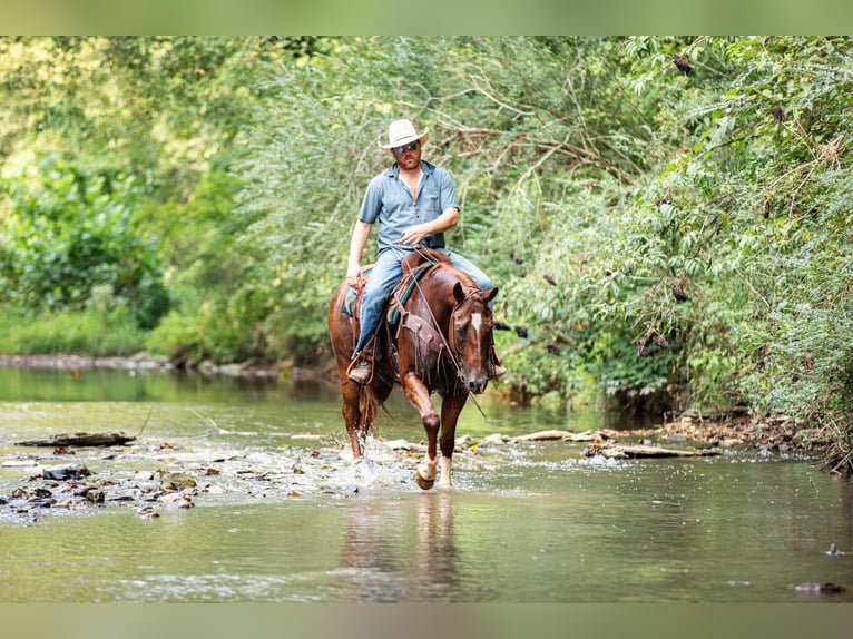 American Quarter Horse Wallach 8 Jahre 152 cm Rotfuchs in Santa Fe