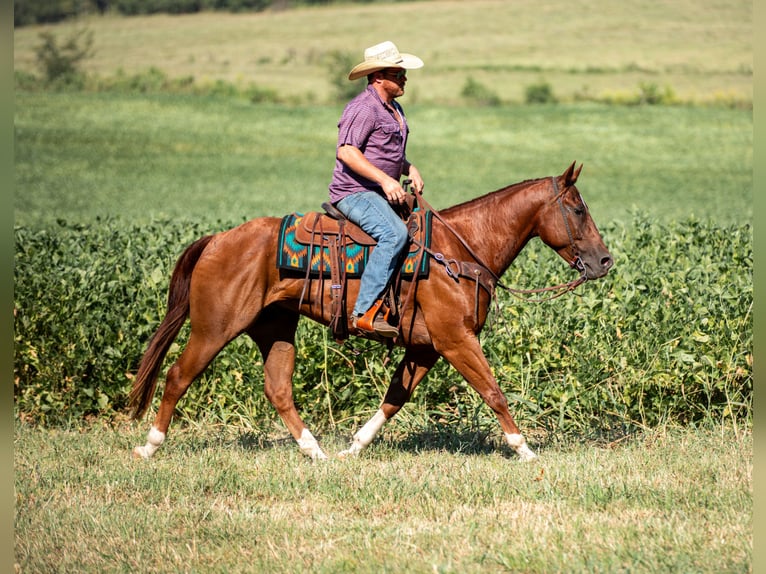 American Quarter Horse Wallach 8 Jahre 152 cm Rotfuchs in Santa Fe