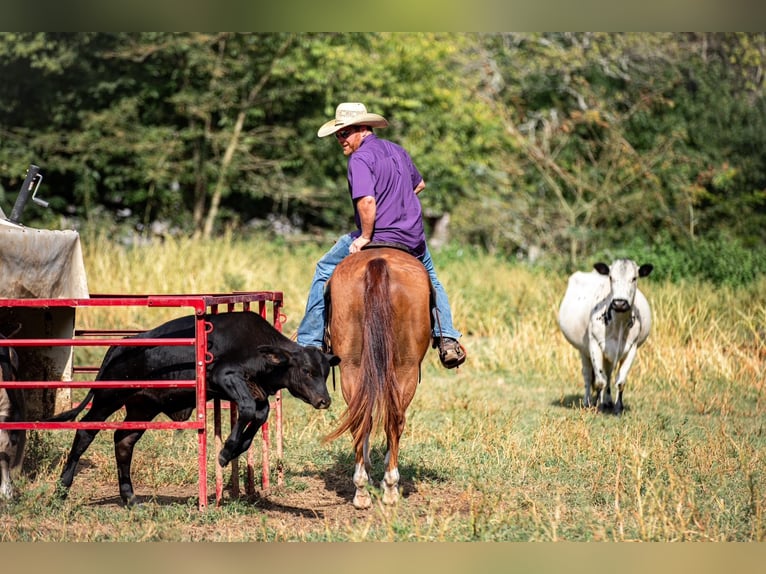 American Quarter Horse Wallach 8 Jahre 152 cm Rotfuchs in Santa Fe