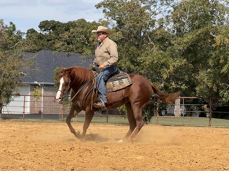 American Quarter Horse Wallach 8 Jahre 152 cm Rotfuchs in Cleburne