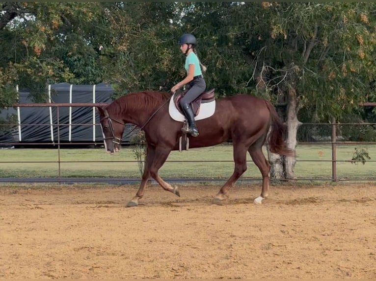 American Quarter Horse Wallach 8 Jahre 152 cm Rotfuchs in Cleburne
