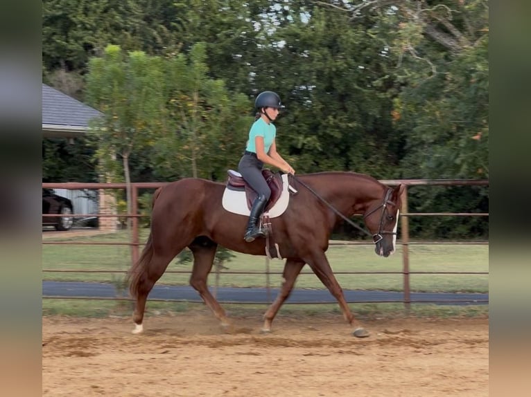 American Quarter Horse Wallach 8 Jahre 152 cm Rotfuchs in Cleburne