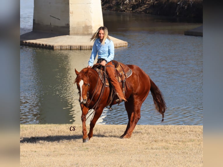 American Quarter Horse Wallach 8 Jahre 152 cm Rotfuchs in Jackson TX