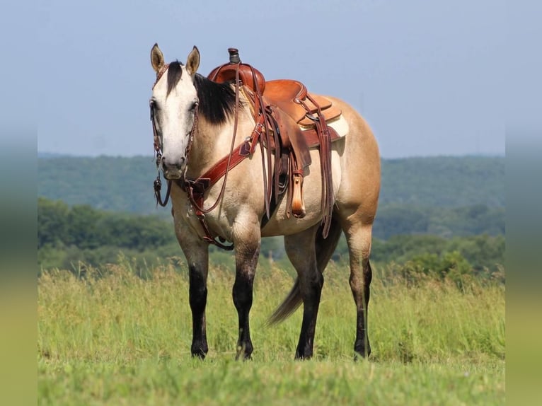 American Quarter Horse Wallach 8 Jahre 152 cm Rotschimmel in Clarion, PA