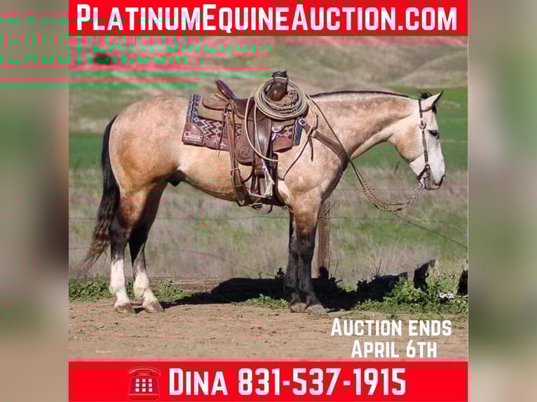 American Quarter Horse Wallach 8 Jahre 152 cm Schimmel in Paicines CA