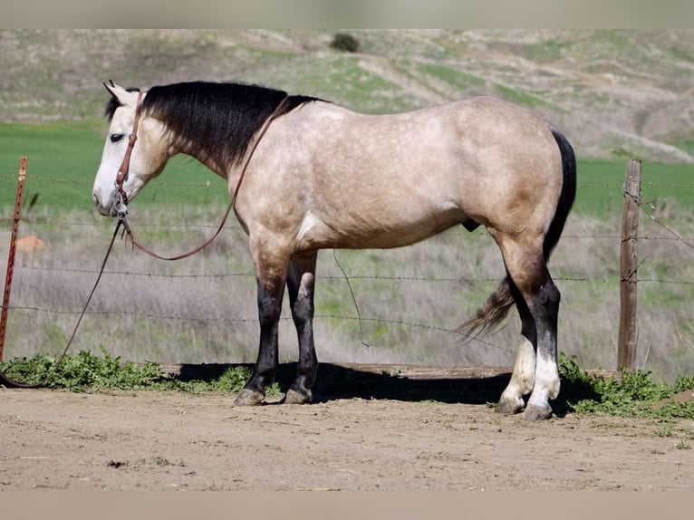 American Quarter Horse Wallach 8 Jahre 152 cm Schimmel in Paicines CA