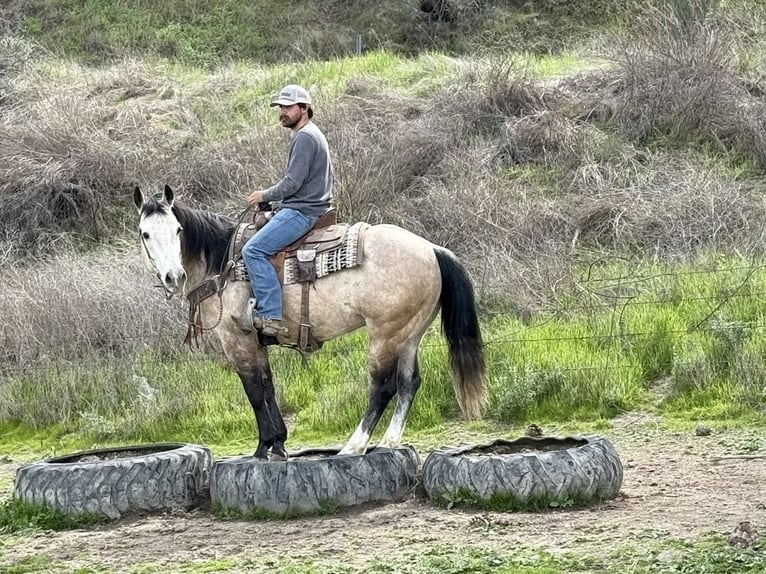 American Quarter Horse Wallach 8 Jahre 152 cm Schimmel in Paicines CA